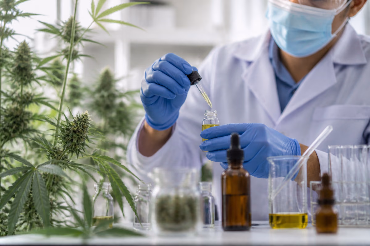 Naukowiec w rękawiczkach nalewa pipetą olej konopny do fiolki obok kwitnących roślin konopi w laboratorium