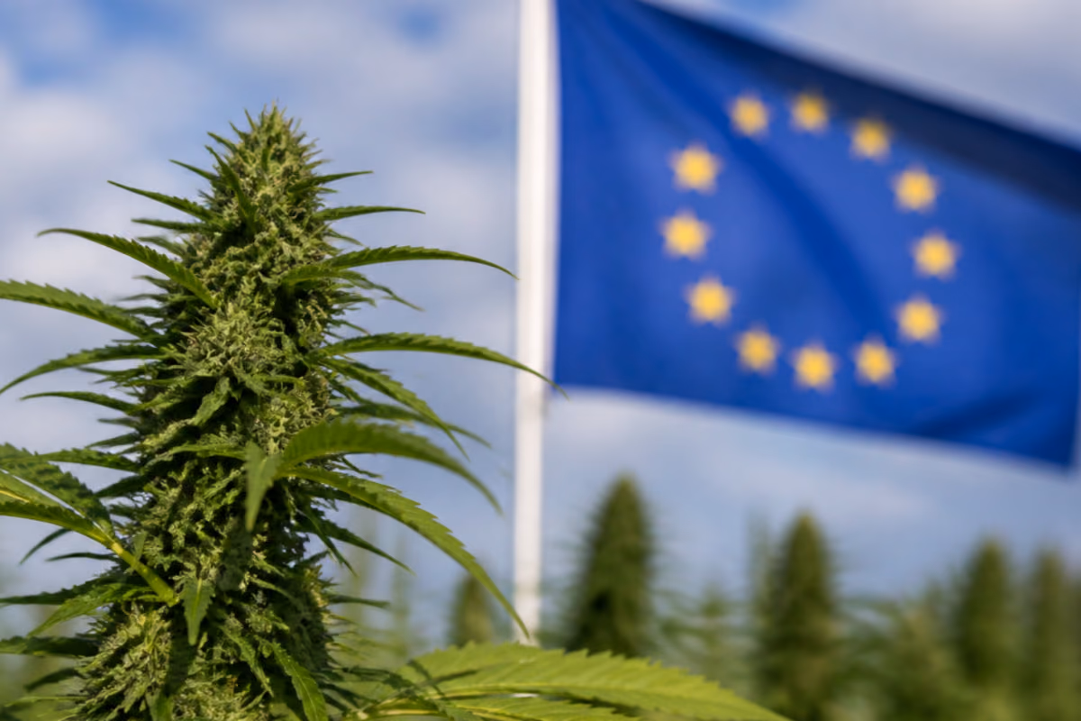 Kwitnąca roślina konopi na tle flagi Unii Europejskiej i uprawy konopi