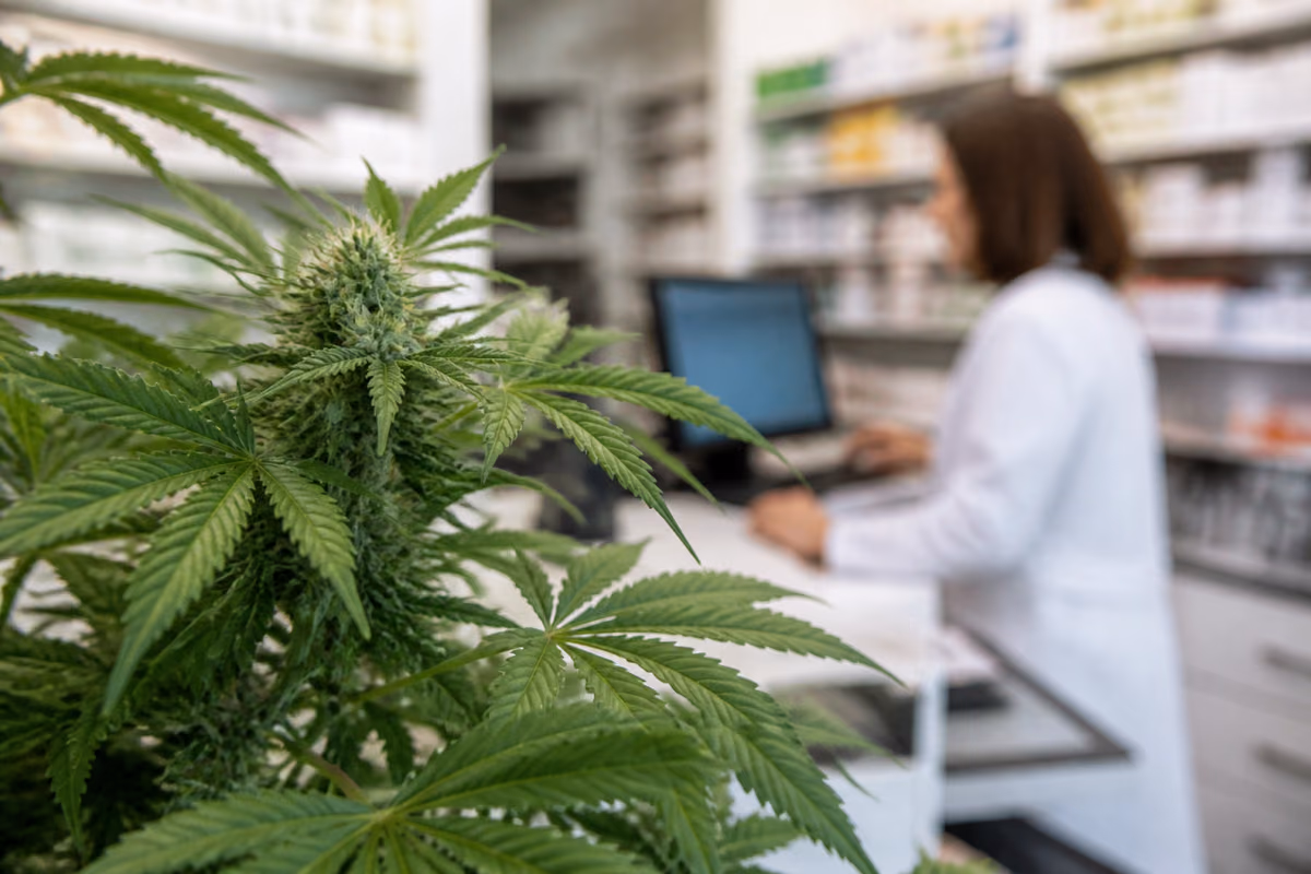 Kwitnąca roślina konopi na pierwszym planie, w tle rozmyta farmaceutka przy komputerze w aptece